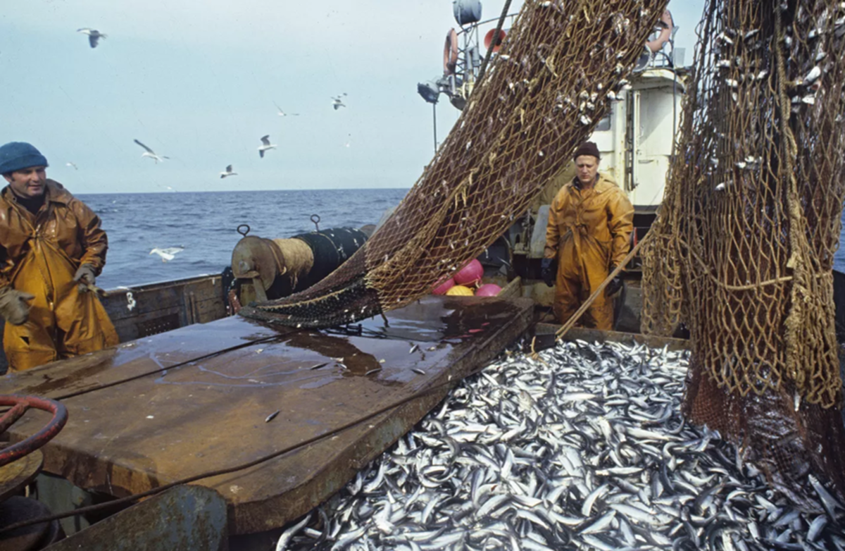 پوتین: روسیه ذخایر بینظیری از ماهی و منابع حیوانی دارد
