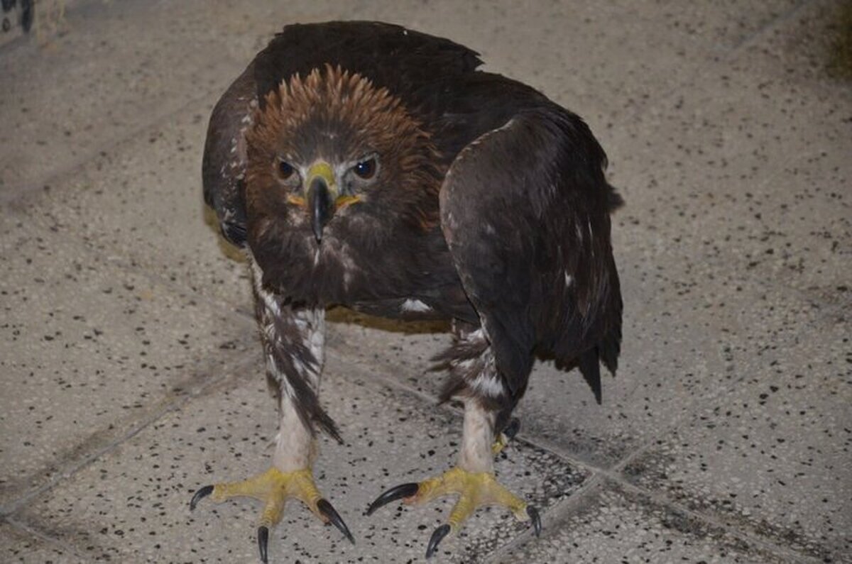 باند شکار و نگهداری پرندگان کمیاب دستگیر شدند