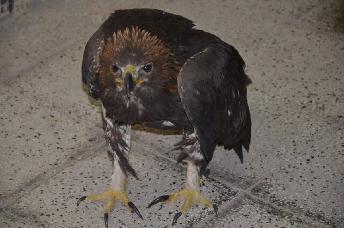 کشف یک بهله پرنده شکاری کمیاب در دامغان