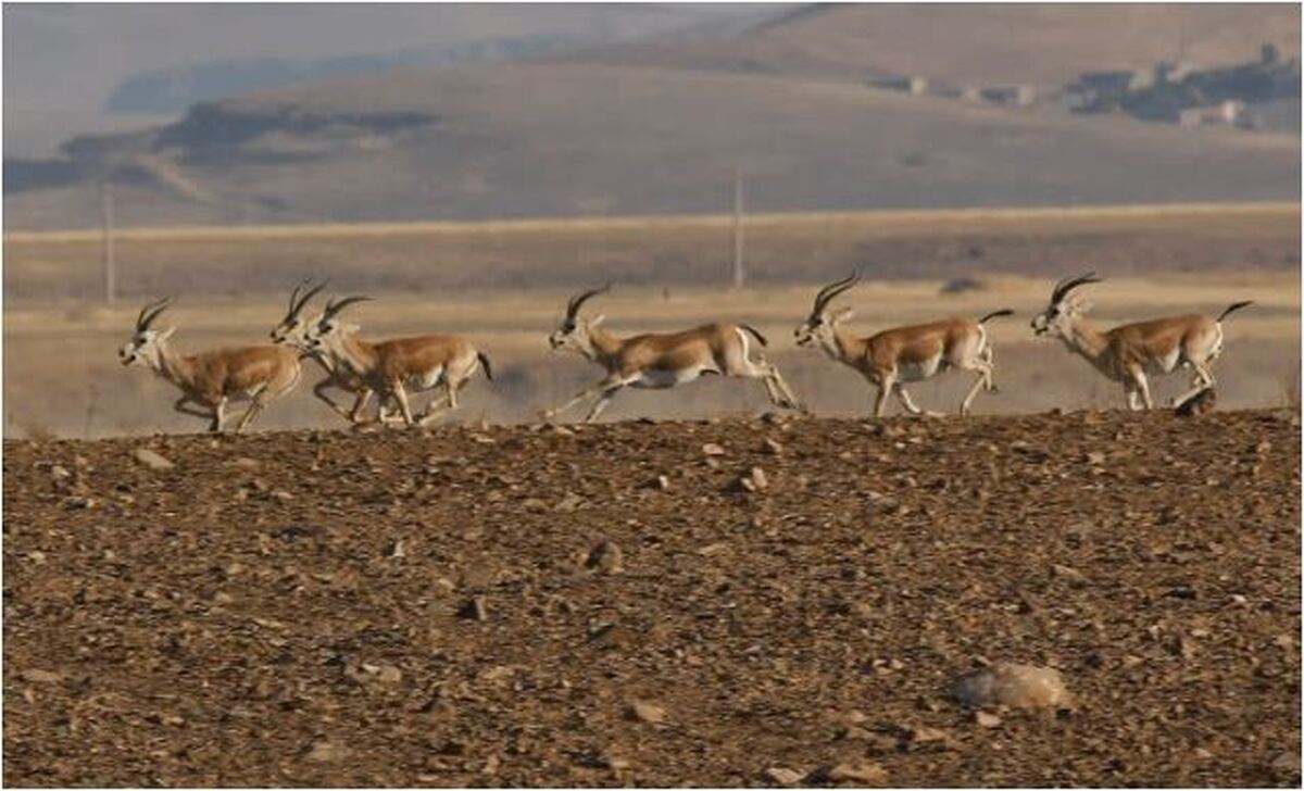 زحمات محیط بانان استان زنجان به بار نشست