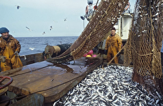 پوتین: روسیه ذخایر بی‌نظیری از ماهی و منابع حیوانی دارد