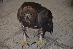 باند شکار و نگهداری پرندگان کمیاب دستگیر شدند