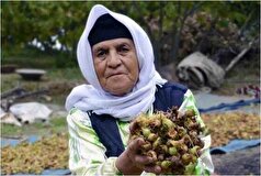 جشن خرمن و برداشت فندق در لیست رویداد‌های گردشگری کشور ثبت شد