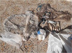 ۲ صیاد غیرمجاز در قزوین شناسایی و دستگیر شدند