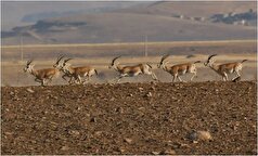 زحمات محیط بانان استان زنجان به بار نشست