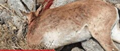 دستگیری یکی از اعضای باند شکار غیرمجاز با مقادیر زیاد از گوشت غیرقانونی