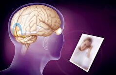 کشف «مولکول» مسئول حافظه بلندمدت در مغز