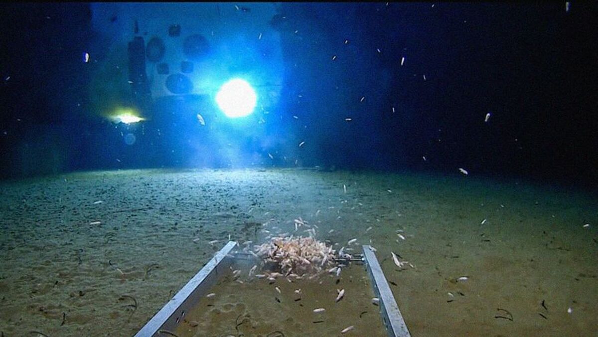 ماهیگیران یک «شبح درخشان» جدید را در گودال ماریانا کشف کردهاند