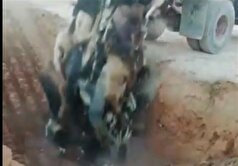 محموله قاچاق دام آلوده توقیف و ضبط شد