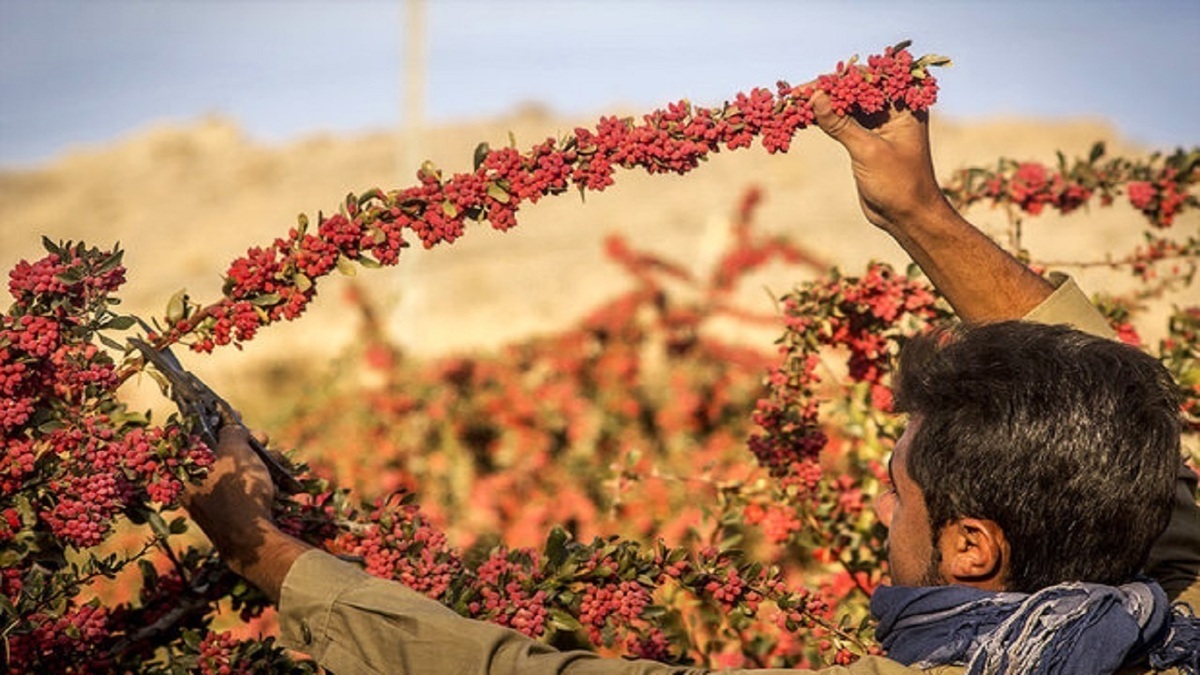 تولید سالیانه حدود ۳۱ هزار تن زرشک در بیرجند