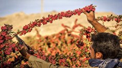 تولید سالیانه حدود ۳۱ هزار تن زرشک در بیرجند