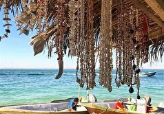 سوزا؛ زمزمه آرام خلیج فارس/دعوت به سفری بکر و بومی