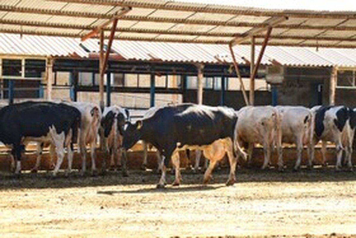 صنعت لبنیات در تب داغ تورم و تب برفکی!