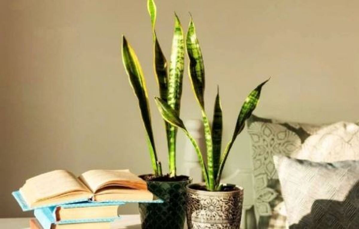 رفع مشکل لوله شدن برگ سانسوریا