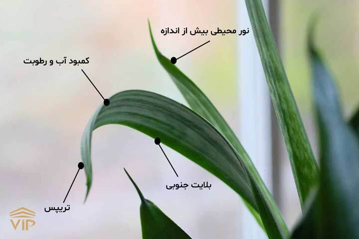 رفع مشکل لوله شدن برگ سانسوریا