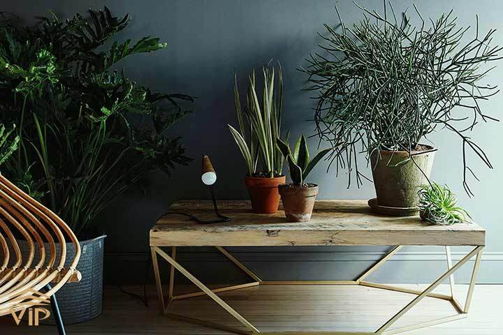 رفع مشکل لوله شدن برگ سانسوریا