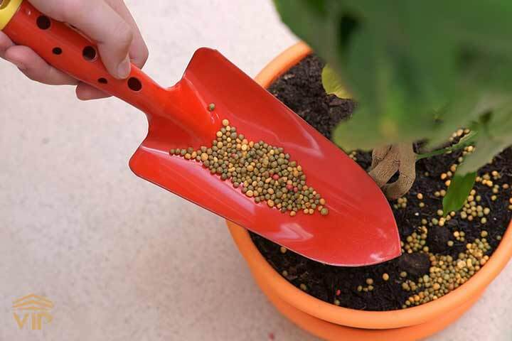 رفع مشکل لوله شدن برگ سانسوریا