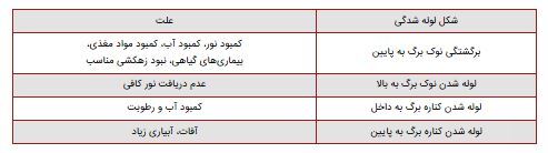 رفع مشکل لوله شدن برگ سانسوریا