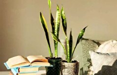 رفع مشکل لوله شدن برگ سانسوریا