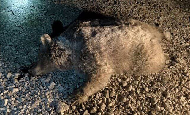 تصادف مرگبار که جان خرس قهوهای ماده را گرفت! +عکس تصادف مرگبار که جان خرس قهوهای ماده را گرفت! +عکس