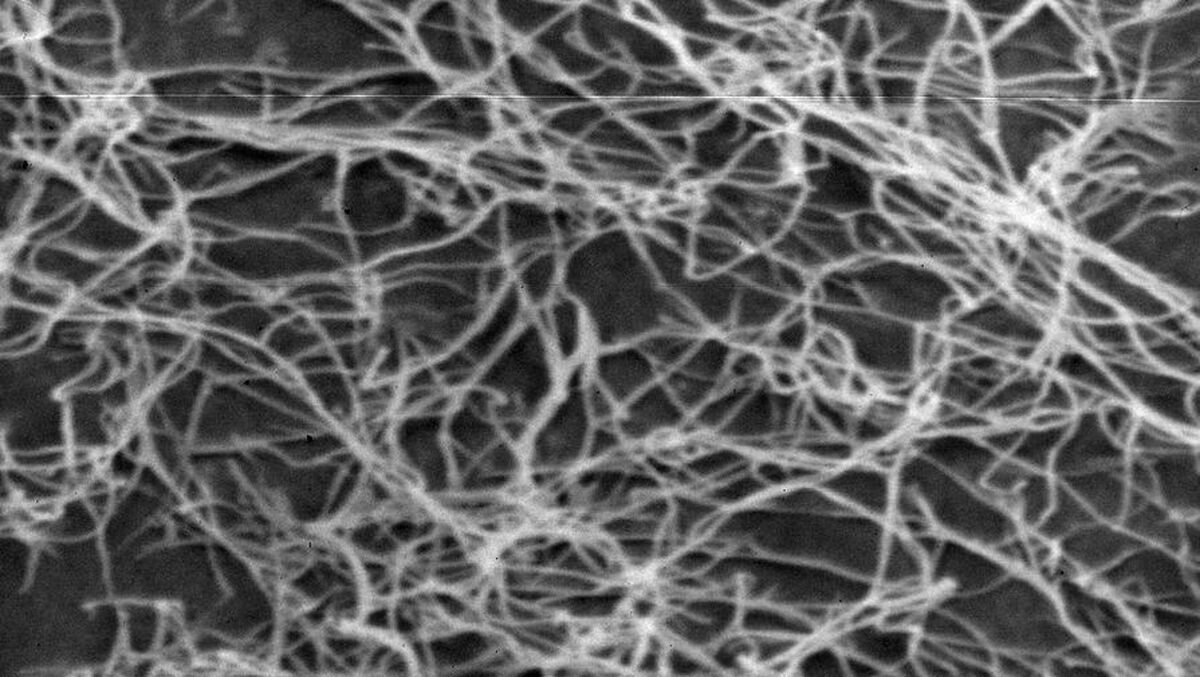 دانشمندان آخرین مانع تبدیل سلولز به سوخت زیستی را شکستند