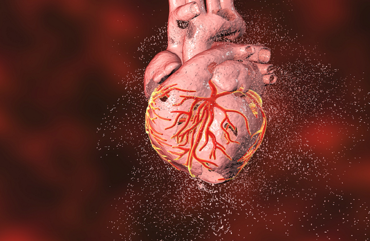 محققان «حلقه گمشده» در بهبود قلب پس از حمله قلبی را آشکار کردند