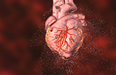 محققان «حلقه گمشده» در بهبود قلب پس از حمله قلبی را آشکار کردند