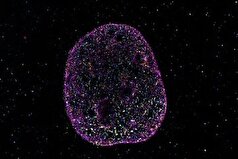 «کد هندسی» پنهان که در به خاطر سپردن موضوعات نقش دارد