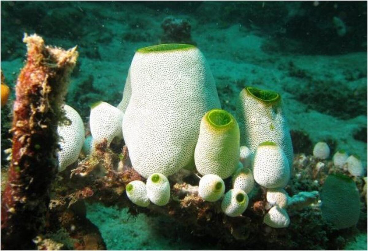 داروی مقابله با اثرات پیری کشف شد