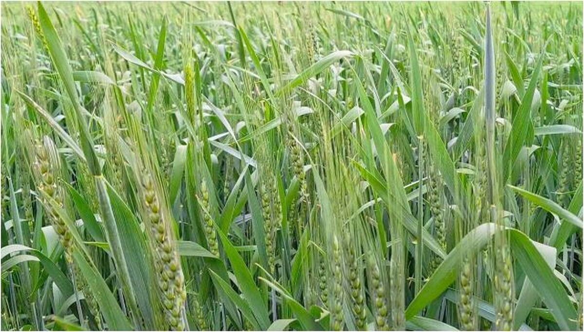 هوش مصنوعی زبان گیاهان را ترجمه میکند