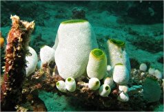 داروی مقابله با اثرات پیری کشف شد