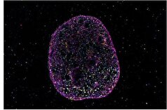 یافته‌های دانشمندان در باره زبان دوم بدن و پیری سلول‌ها که منجر به سرطان می‌شوند