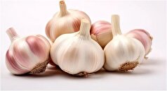 باکتری خطرناکی که همجوار سیر رشد می‌کند