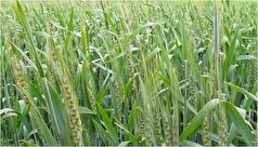 هوش مصنوعی زبان گیاهان را ترجمه می‌کند