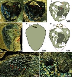 دانشمندان با بازنویسی کل تکامل نرم‌تنان، معمای یک فسیل باستانی را حل کردند