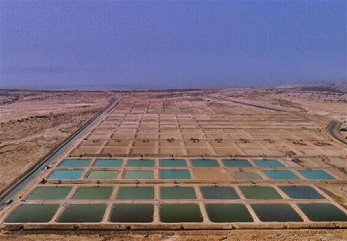 برداشت ۷۰۰۰ تن میگوی پرورشی از مزارع استان بوشهر