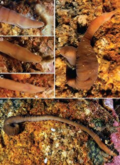 گونه جدیدی از کرم آکاردئونی دریایی در سواحل اسپانیا کشف شد