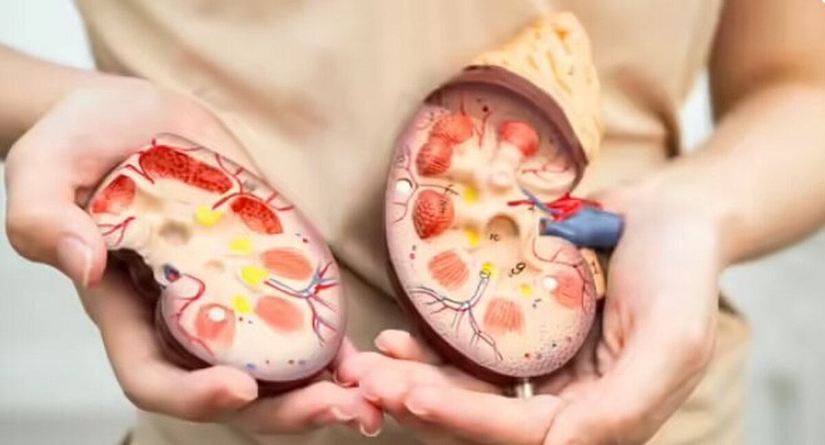 ۳ خوراکی طبیعی که کلیههای شما را تصفیه و سالم نگه میدارد