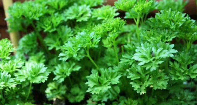 ۳ خوراکی طبیعی که کلیههای شما را تصفیه و سالم نگه میدارد ۳ خوراکی طبیعی که کلیههای شما را تصفیه و سالم نگه میدارد