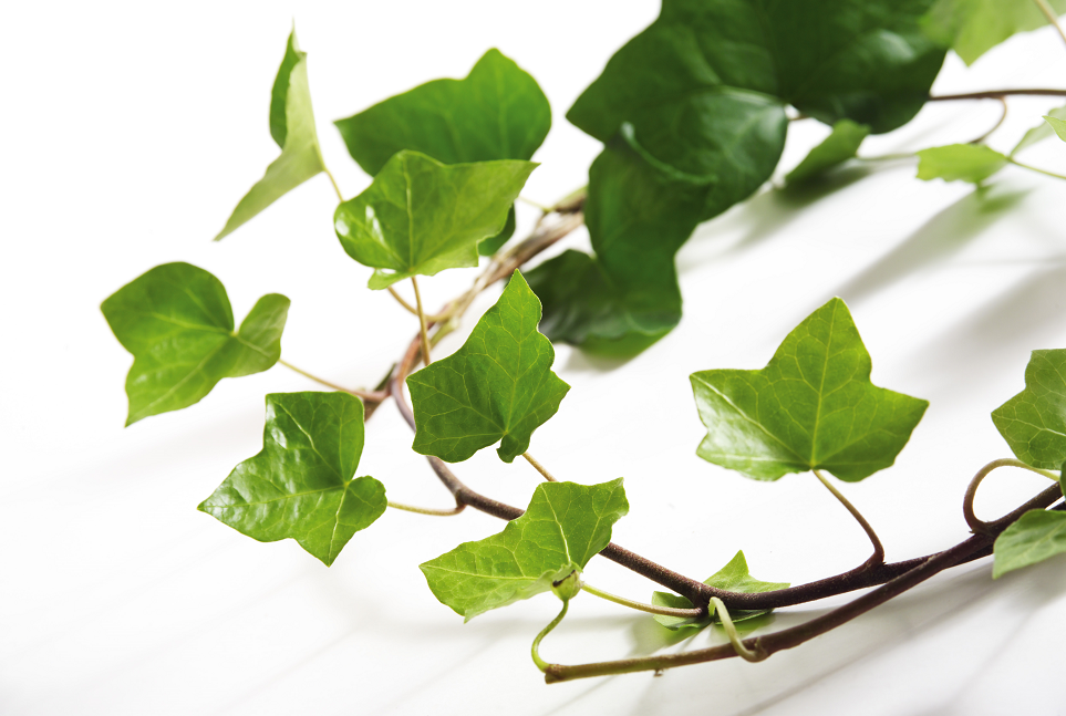 گیاهان آپارتمانی که با کپک مبارزه میکنند و رطوبت را در زمستان کاهش میدهند گیاهان آپارتمانی که با کپک مبارزه میکنند و رطوبت را در زمستان کاهش میدهند