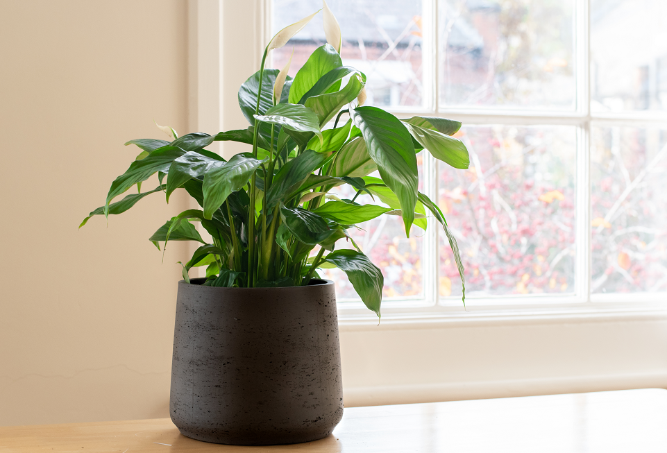 گیاهان آپارتمانی که با کپک مبارزه میکنند و رطوبت را در زمستان کاهش میدهند گیاهان آپارتمانی که با کپک مبارزه میکنند و رطوبت را در زمستان کاهش میدهند