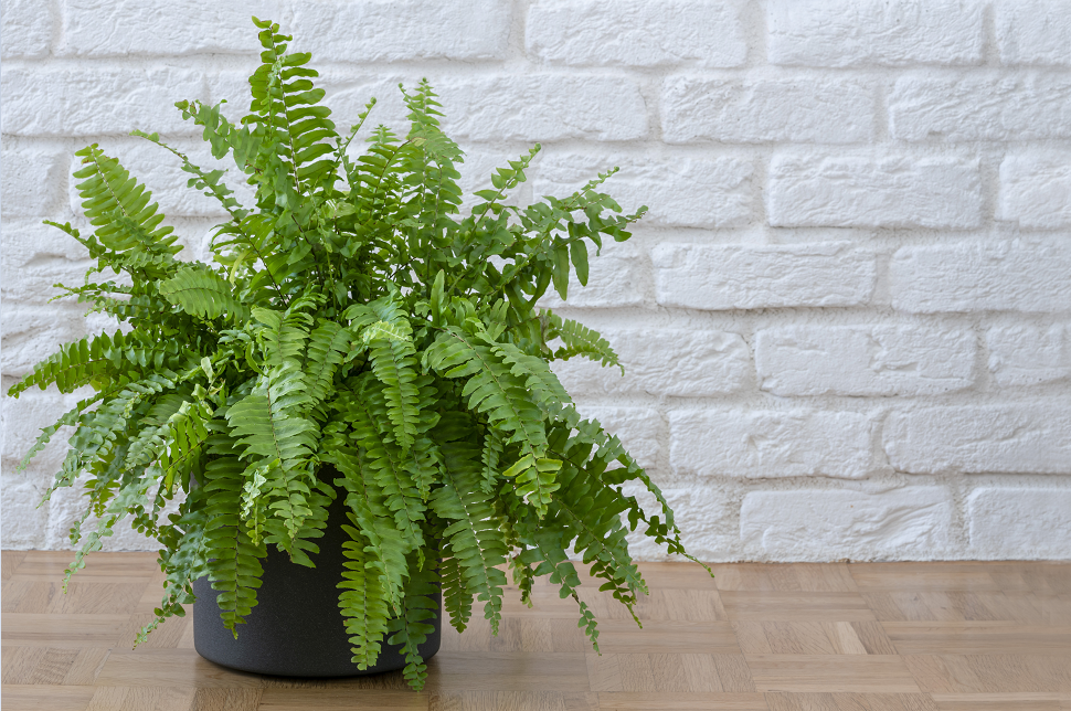 گیاهان آپارتمانی که با کپک مبارزه میکنند و رطوبت را در زمستان کاهش میدهند گیاهان آپارتمانی که با کپک مبارزه میکنند و رطوبت را در زمستان کاهش میدهند