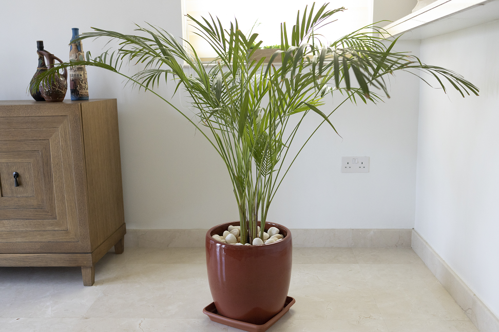 گیاهان آپارتمانی که با کپک مبارزه میکنند و رطوبت را در زمستان کاهش میدهند گیاهان آپارتمانی که با کپک مبارزه میکنند و رطوبت را در زمستان کاهش میدهند