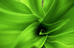 گیاهان آپارتمانی که با کپک مبارزه می‌کنند و رطوبت را در زمستان کاهش می‌دهند