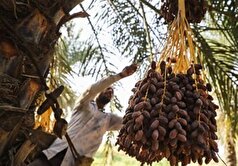 ۵ محصول کشاورزی از فهرست عوارض آب مجازی حذف شد