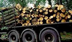 ماجرا قطع درختان صنوبر و دپو در چمستان