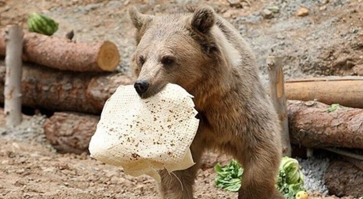 حمله خرس به کوهنورد در ارتفاعات پیرانشهر