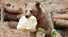 حمله خرس به کوهنورد در ارتفاعات پیرانشهر