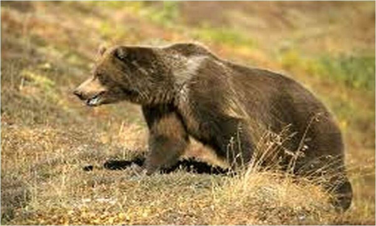 زخمی شدن یک کوهنورد با حمله خرس