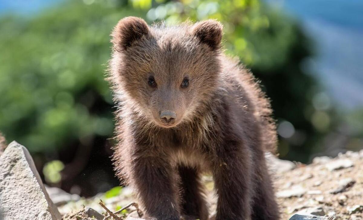راز اندازه متفاوت مغز حیوانات / ویژگی عجیب کوسه‌ها برای فعالیت در دریا‌های سرد